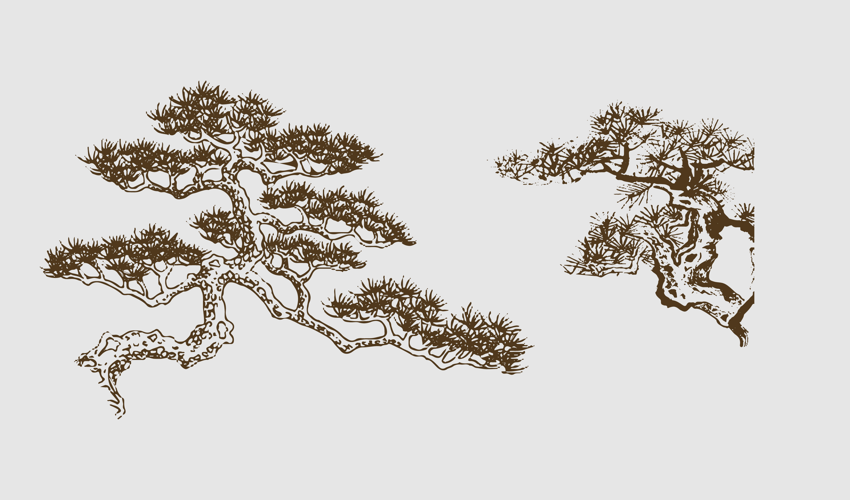 中国传统 松树 线条 插画矢量图